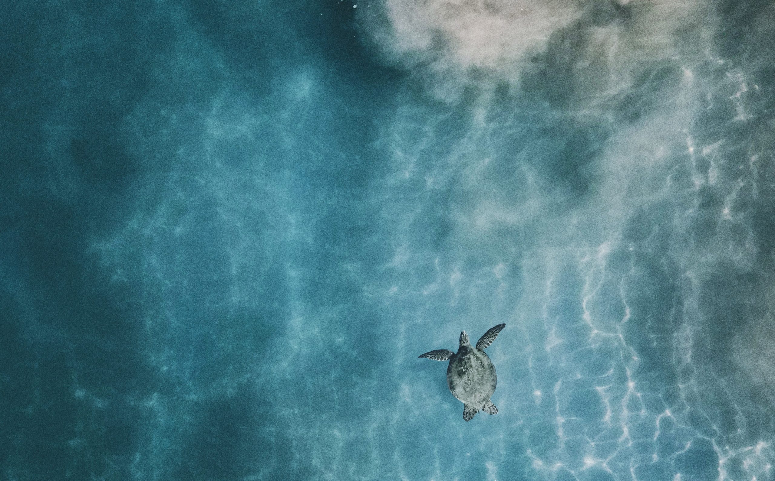 a birds-eye-view of a sea turtle swimming in a lagoon
